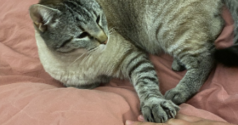 maëlys pet sitter à YVRAC 33370_5
