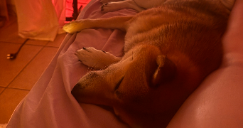 emma pet sitter à LYON 09 69009_2