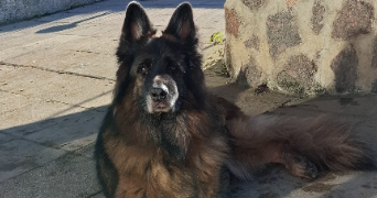 chloe pet sitter à MOLLES 03300_8
