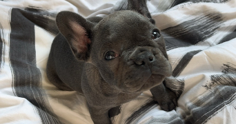 giovan dog sitter à LYON 08 69008_5