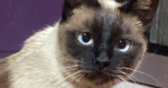 nawres pet sitter à CHANTILLY 60500_7
