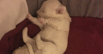 elsa pet sitter à ST ETIENNE DU ROUVRAY 76800_8