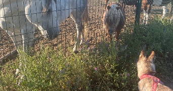 adam-oceana pet sitter à TOUQUIN 77131_0