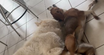 emeraude pet sitter à LA ROCHELLE 17000_0