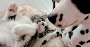 sandra pet sitter à LIMOUX 11300_4