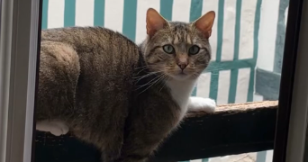 paulin pet sitter à LYON 03 69003_2