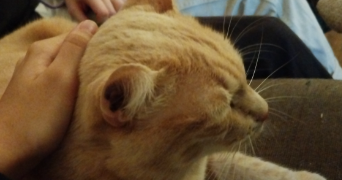 diane pet sitter à NEUILLY SUR MARNE 93330_5