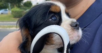 ema pet sitter à YUTZ 57970_2