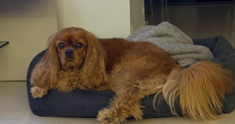 catherine pet sitter à GARCHES 92380_6