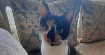 khadija pet sitter à BEHREN LES FORBACH 57460_0