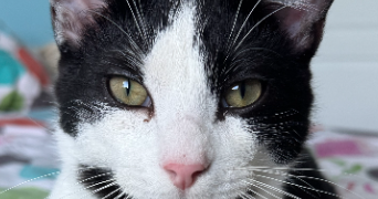 flora pet sitter à PONTAULT COMBAULT 77340_3