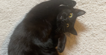 léa pet sitter à NANTES 44300_5