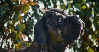 emma pet sitter à GRENOBLE 38000_2