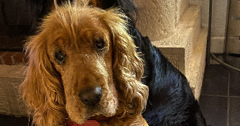 séverine pet sitter à TOULOUSE 31000_2