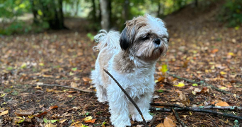 morgane pet sitter à BRUYERES LE CHATEL 91680_1