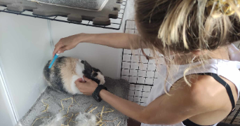 benoît pet sitter à HAUBOURDIN 59320_7
