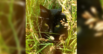 lou pet sitter à TOULOUSE 31000_2