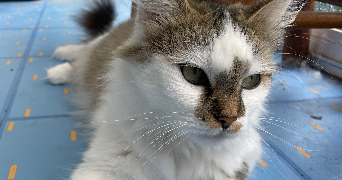 patricia pet sitter à AMIENS 80000_2