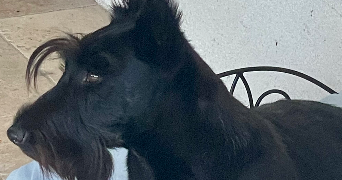 stephan pet sitter à DOMPIERRE SUR MER 17139_1