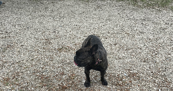 camille pet sitter à BLANQUEFORT 33290_2