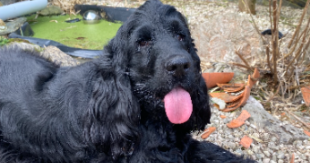 charlotte pet sitter à LE HAVRE 76600_2