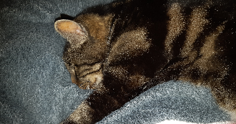 garance pet sitter à LIMOGES 87000_6