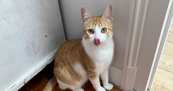 tom pet sitter à Lormont 33310_3