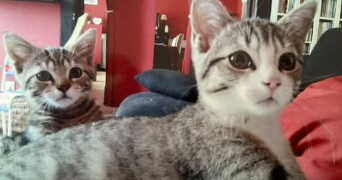 auxane pet sitter à AMIENS 80000_2