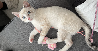tasnim pet sitter à ROUBAIX 59100_6