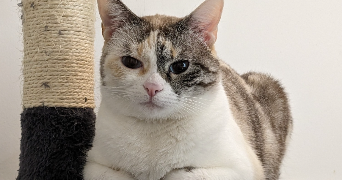 laurence pet sitter à PERPIGNAN 66000_6