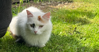 marie pet sitter à PREMESQUES 59840_7