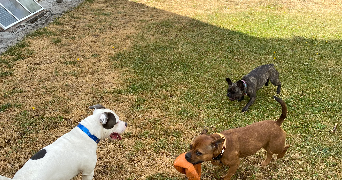 déborah asv pet sitter à MUNSTER 68140_4