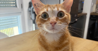 leonie pet sitter à BOURGOIN JALLIEU 38300_1