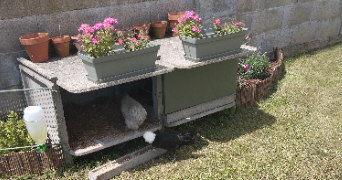 marine pet sitter à GOES 64400_4