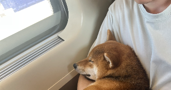 emmy dog sitter à ISSY LES MOULINEAUX 92130_8