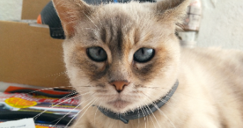 louise pet sitter à LUCON 85400_1