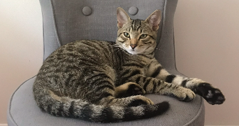 jeanne pet sitter à La Tronche 38700_2