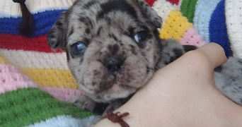 natacha pet sitter à BOURGES 18000_4