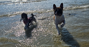 laurine pet sitter à ETAPLES 62630_2