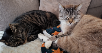 vanessa pet sitter à Saint-Brieuc 22000_2
