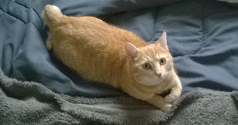 célia pet sitter à Jaunay-Marigny 86130_1