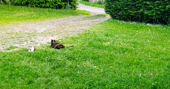 julia pet sitter à NOTRE DAME DES LANDES 44130_4