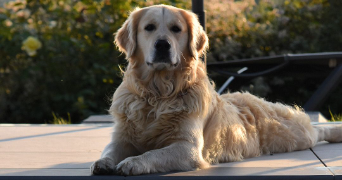 thierry dog sitter à CAUBIOS LOOS 64230_1