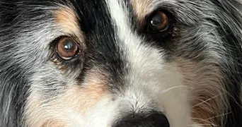 romy pet sitter à CRETEIL 94000
