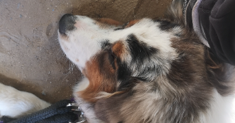 kyllian pet sitter à VILLIERS SUR MARNE 94350_0