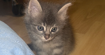 alicia pet sitter à ANNECY 74600_1