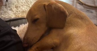 axelle pet sitter à FONTENAY SOUS BOIS 94120_0