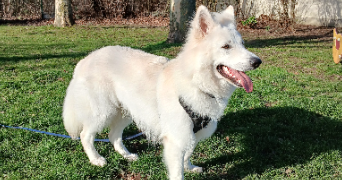 sandrine pet sitter à ANNOEULLIN 59112_6