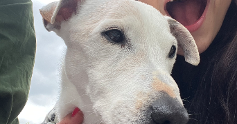 julie pet sitter à POITIERS 86000_7