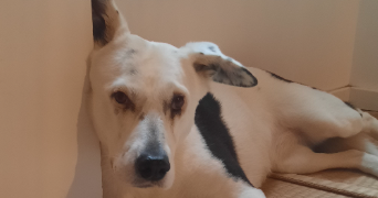sylvie pet sitter à NOUSTY 64420_3